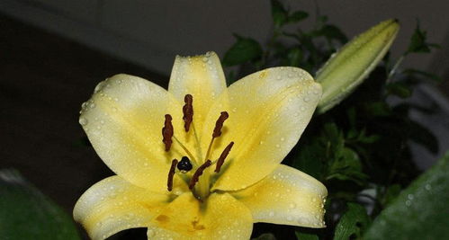  白色百合花的花语和寓意--第1张