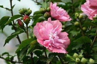  木槿花为什么叫断头花--第1张