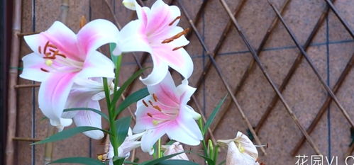  百合花开败后从哪里剪，百合花凋谢后应该从花朵下方剪掉花枝--第1张