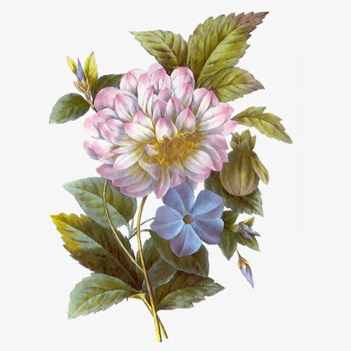 花卉照片高清图片--第1张