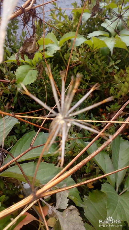  植物种子的传播途径，植物种子的空中旅行，种子的传播途径--第1张