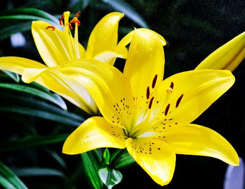  黄百合的花语与寓意，黄百合的花语，美好家庭、高贵与财富、深深的祝福。--第1张