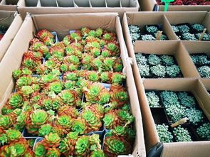  西安市花卉批发市场一览表，西安市花卉批发市场一览表，西安花卉市场分布及特点--第1张