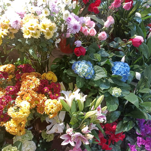  芍药花花语发圈说说，芍药花的美好寓意，芍药花花语发圈说说--第1张