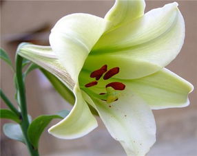  白百合的花语，纯洁与高雅，白百合的花语，纯洁与高雅的花语故事--第1张
