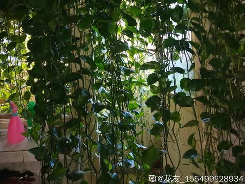  揭秘，十大不吉利花是什么花--第1张