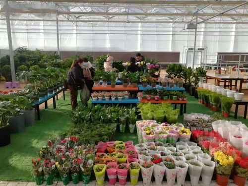  花卉市场盆栽批发市场--第1张