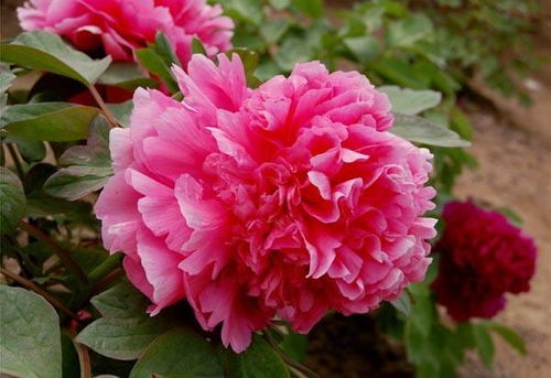  牡丹花花语，华丽、富贵与浓情蜜意的象征，华丽、富贵与浓情蜜意的象征--第1张