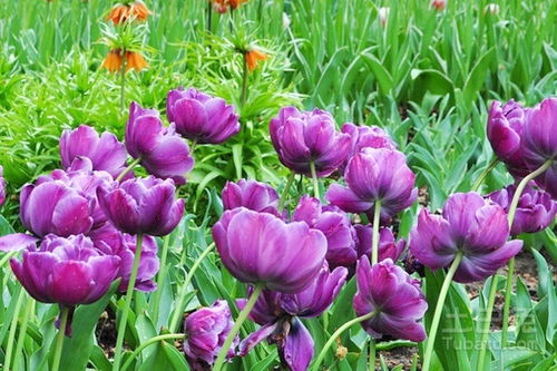  紫色郁金香的花语代表什么，紫色郁金香的花语是高贵典雅、神秘浪漫和永不凋谢的爱。--第1张