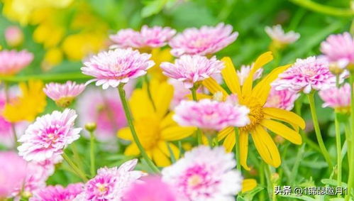 ，千头菊，绚丽多彩的花中之宝，绚丽多彩的花中之宝--第1张