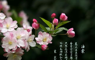  西府海棠花语，楚晚宁--第1张