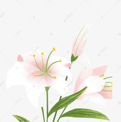  百合的美丽之花，美丽之花--第1张