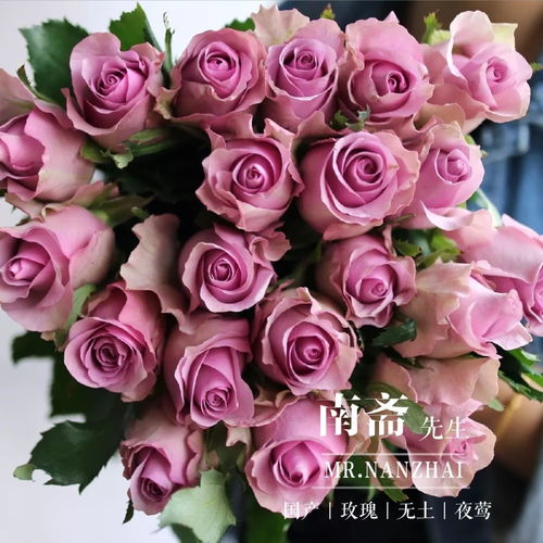  玫瑰花的名称大全图解--第1张