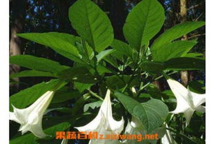  曼陀罗的功效--第1张