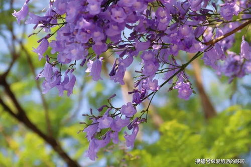 惊艳世界的好看花草图片--第1张