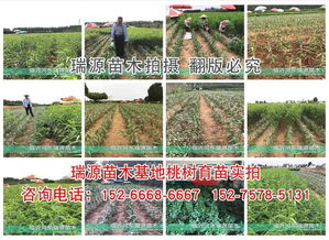  树苗基地，绿色家园的希望之源，绿色家园的希望之源，树苗基地的建设与未来--第1张