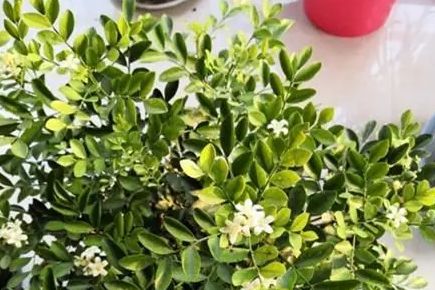  七里香花语--第1张