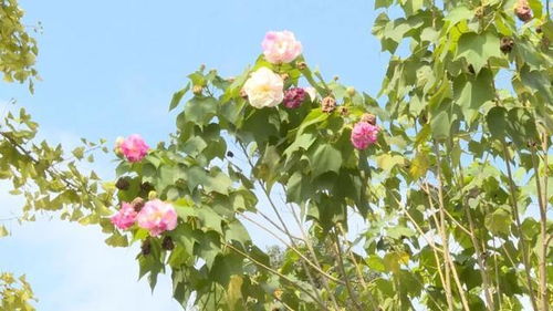  芙蓉树开花图片——美丽绽放的夏日风景--第1张