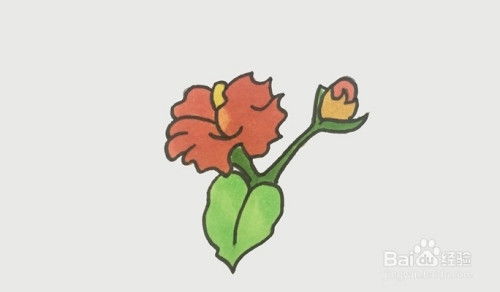  木棉花图片简笔画，木棉花图片的简笔画方法--第1张