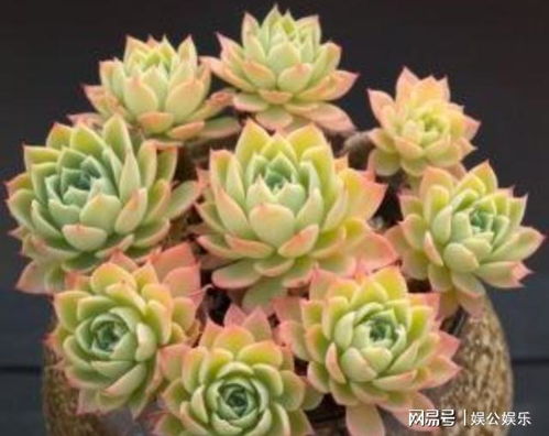  三色堇多肉好养吗，三色堇多肉植物的养护难度因人而异，取决于您的养护环境和个人养护经验。--第1张