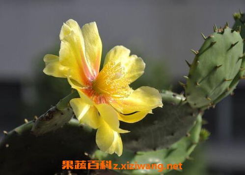  仙人掌花可以吃吗，仙人掌花可以吃吗？--第1张