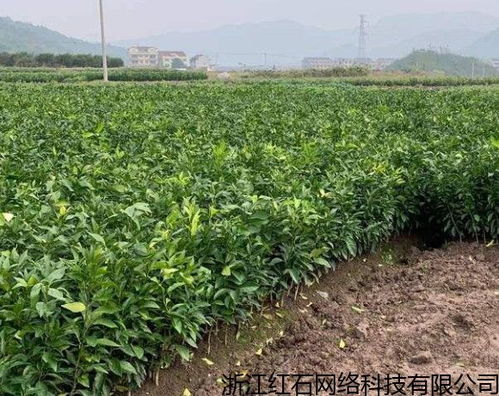  花卉价格大全排行榜，花卉价格排行榜，热门花卉品种的价格及购买建议--第1张