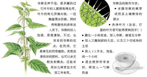  铃兰花在中国寓意--第1张