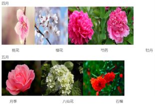  ，一年12个月开什么花--第1张