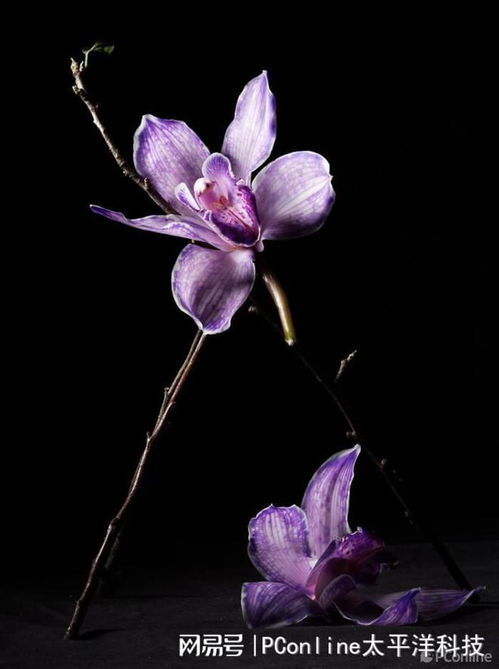  兰花草图片，自然之美与生命之力的完美结合，兰花草之美，自然与生命的完美融合--第1张