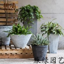  盆栽花卉批发哪里便宜--第1张