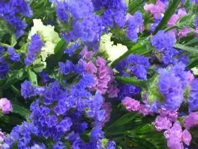  花叶络石，花语之神秘与永恒的交织--第1张