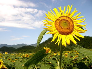  太阳花的花语、寓意与象征--第1张
