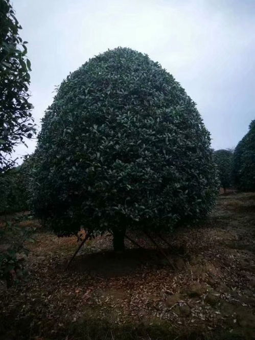  金桂花树多少钱一棵，金桂花树的价格是多少？--第1张