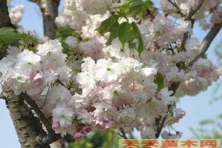  垂枝樱花12公分价格，影响价格的因素及购买建议--第1张
