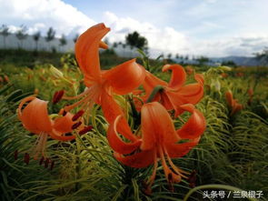  白色百合花花语的奥秘，白色百合花语的奥秘，白色百合花在花语中代表着纯洁、庄严、优雅和圣洁。--第1张