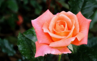  月季花的花语，月季花的花语，爱情、容光焕发、光荣。--第1张