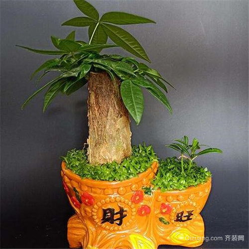  客厅镇宅招财旺人的植物--第1张