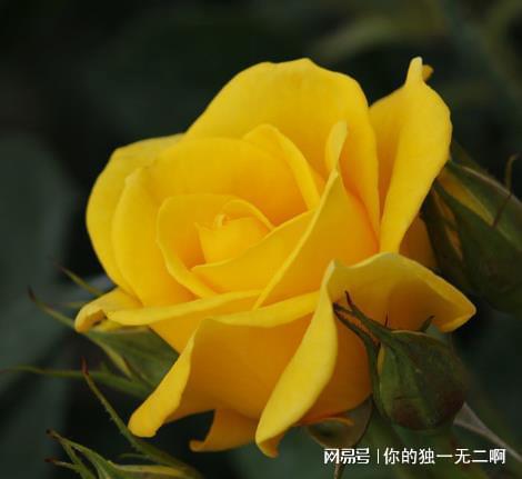  黄玫瑰花语代表什么--第1张