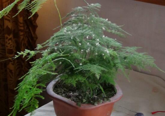  文竹开花寓意什么兆头--第1张