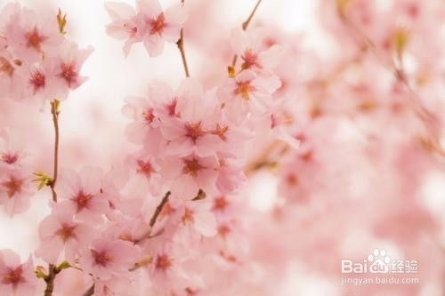  春天能开什么花，春天能开的花有，樱花、桃花、杏花、海棠、牡丹、芍药等。--第1张