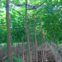  绿化苗木价格--第1张