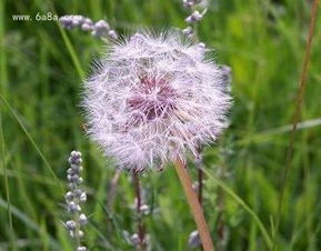  蒲公英的花语与寓意，蒲公英的花语，自由、离别与轻盈的希望，寓意着新生活的开始。--第1张