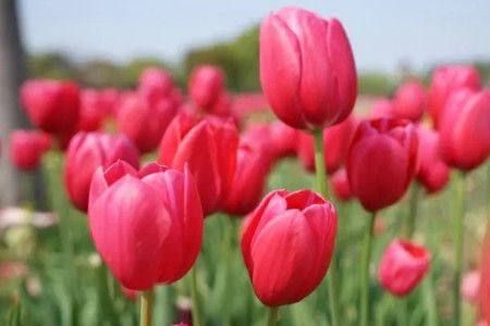  红色郁金香，花语与寓意，红色郁金香的花语与寓意，热情与爱意--第1张