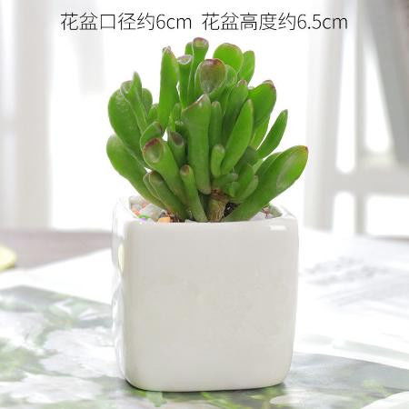  客厅最旺宅的盆景，客厅最旺宅的盆景推荐--第1张