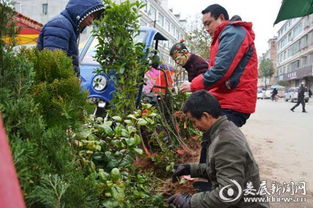  湖南苗木市场，湖南苗木市场，湖南地区苗木交易的重要市场之一--第1张