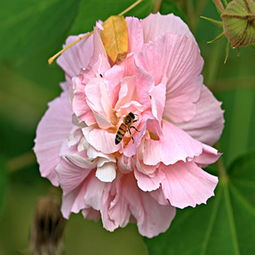  芙蓉花图片，真实照片与视觉盛宴，芙蓉花之美，真实照片与视觉盛宴--第1张