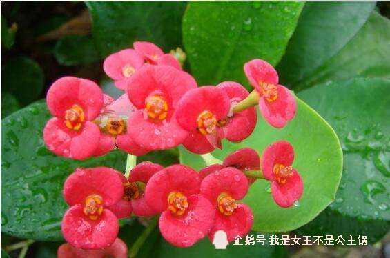  海棠花浇水的正确方法，海棠花浇水的正确方法，掌握频率和量，呵护娇艳海棠花--第1张