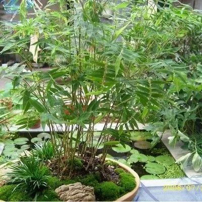  凤尾竹与散尾葵区别图片对比，凤尾竹与散尾葵的形态差异及图片对比--第1张