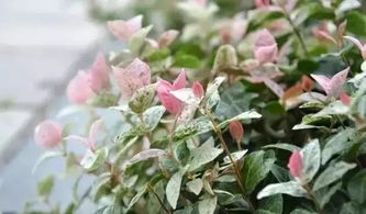  冬季开花的植物有哪些--第1张