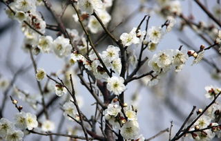  梅花特点与象征意义，梅花的特点与象征意义，梅花之美，不仅在于其外在的美，更在于其内在的精神之美。--第1张